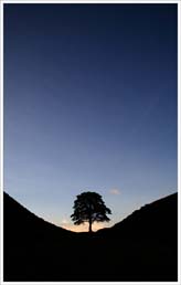 Sycamore Gap